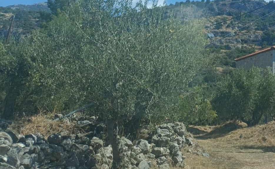 Οικόπεδο  σε πλειστηριασμό Δήμος Δυτικής Μάνης