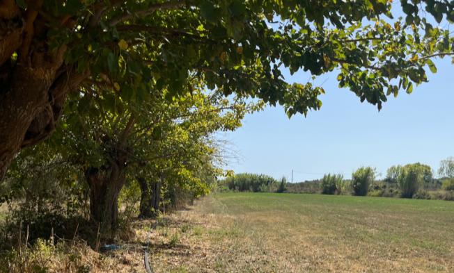 Αγροτεμάχιο  σε πλειστηριασμό Municipality of Messina