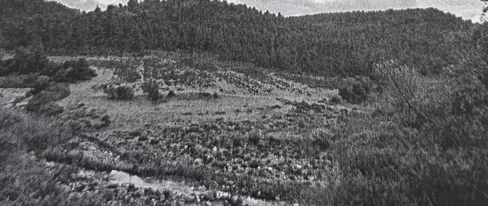 Αγροτεμάχιο 19375 sq.m. σε πλειστηριασμό Municipality of Dirfia - Messapia