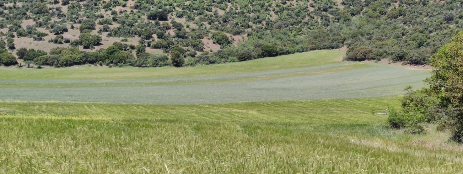Αγροτεμάχιο 45000 sq.m. σε πλειστηριασμό Municipality of Polygyros