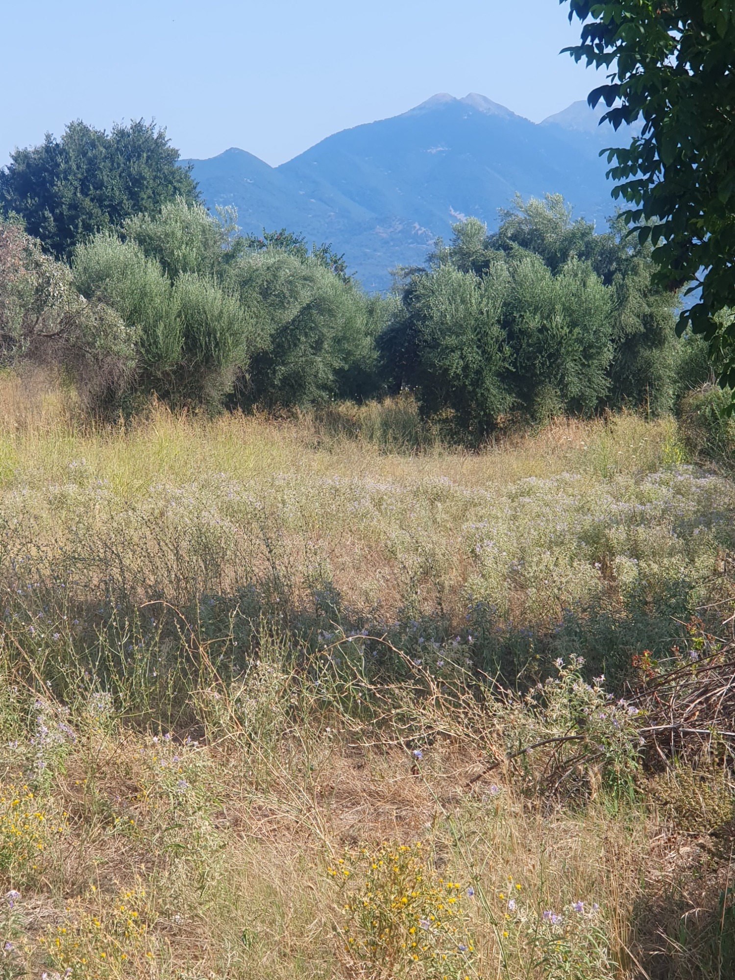 Οικόπεδο 274.45 sq.m. σε πλειστηριασμό Municipality of Agrinio