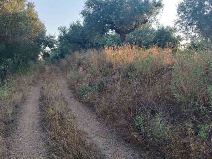 Αγροτεμάχιο 622 sq.m. σε πλειστηριασμό Municipality of Kalamata