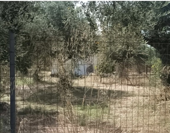 Αγροτεμάχιο 4012.94 τ.μ. σε πλειστηριασμό Δήμος Μεσσήνης