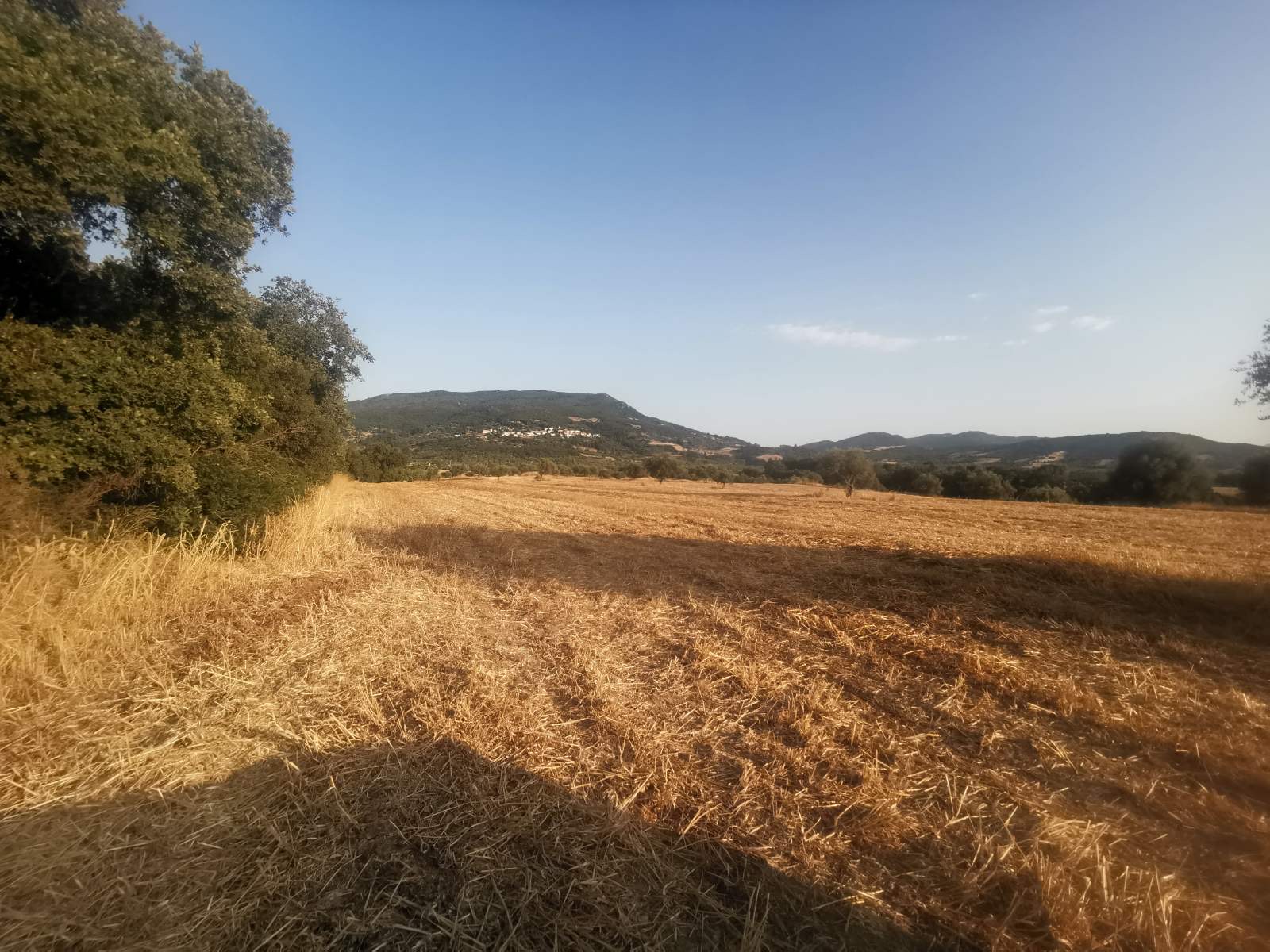 Αγροτεμάχιο 12 sq.m. σε πλειστηριασμό Municipality of Western Achaia