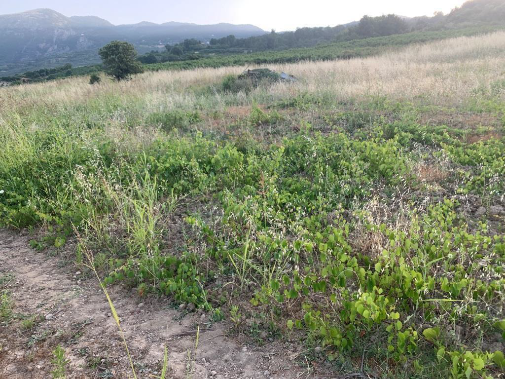 Αγροτεμάχιο  σε πλειστηριασμό Δήμος Ξυλοκάστρου - Ευρωστίνης