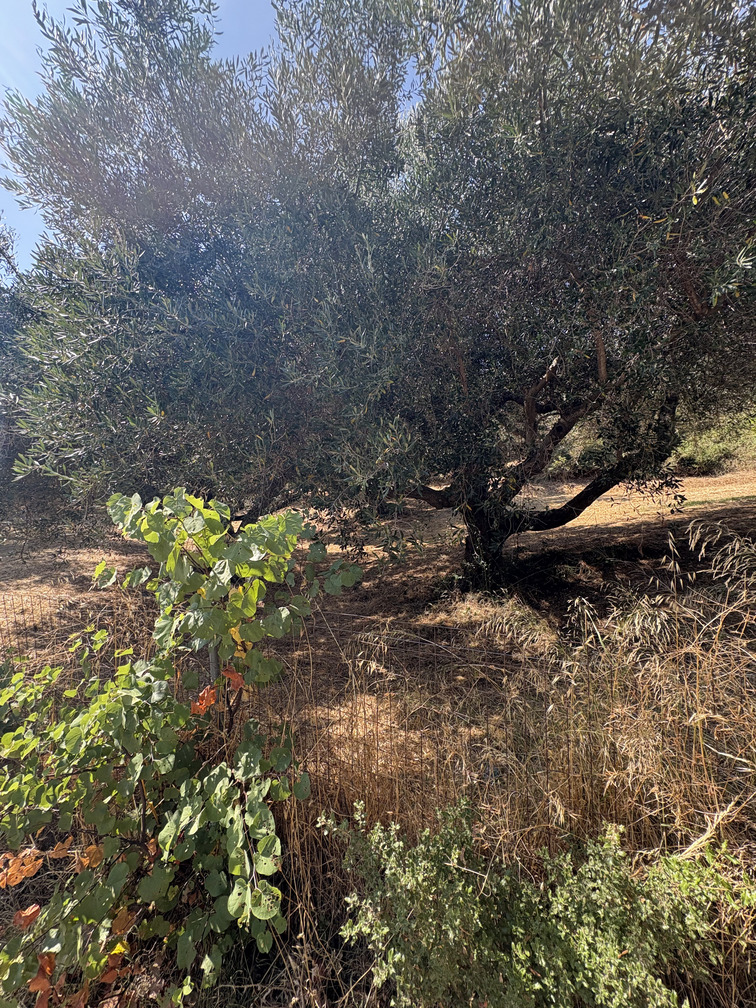 Αγροτεμάχιο 5000 sq.m. σε πλειστηριασμό Municipality of Preveza