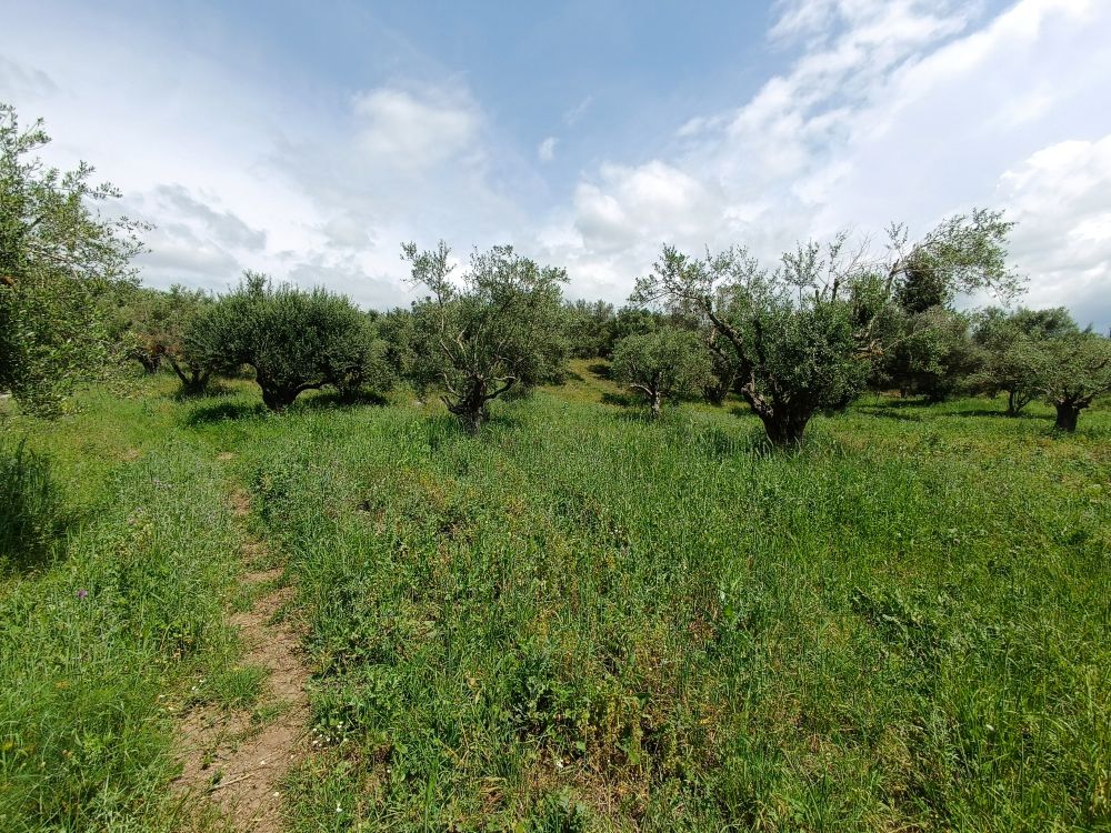 Αγροτεμάχιο 225 τ.μ. σε πλειστηριασμό Δήμος Δυτικής Αχαΐας