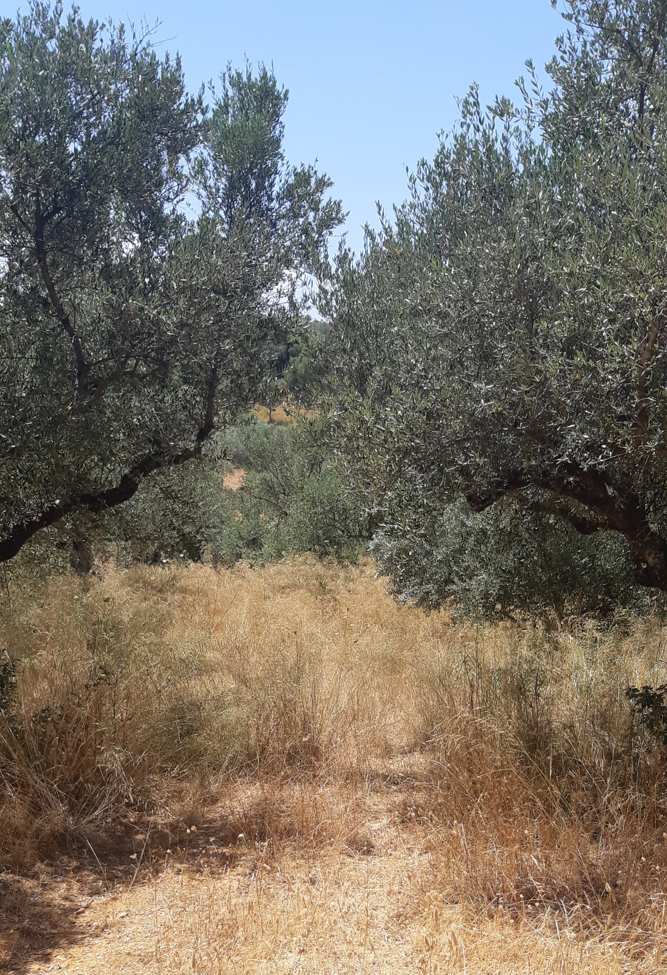 Αγροτεμάχιο  σε πλειστηριασμό Municipality of Pylos - Nestoros