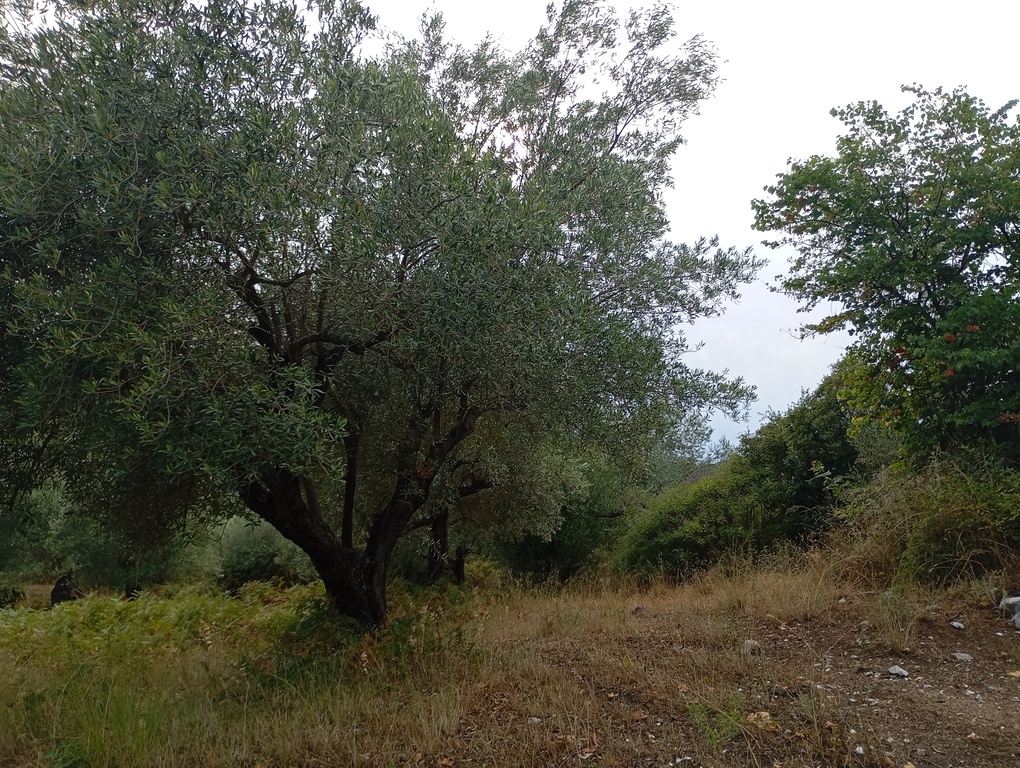 Αγροτεμάχιο 4125 τ.μ. σε πλειστηριασμό Δήμος Ηγουμενίτσας