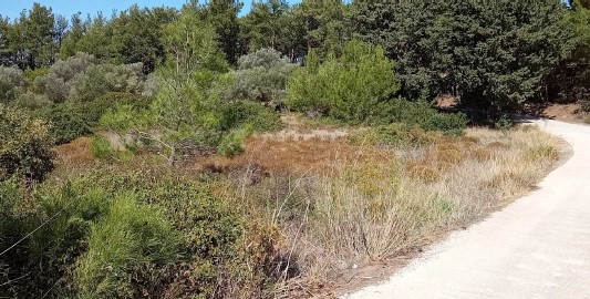 photo1