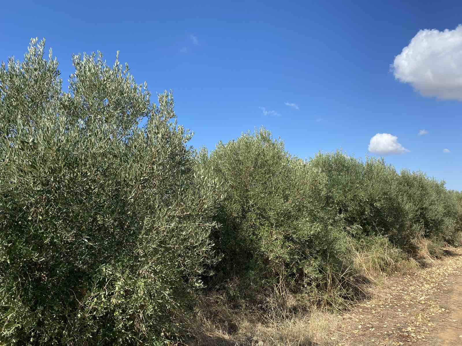 Οικόπεδο  σε πλειστηριασμό Δήμος Νέας Προποντίδας