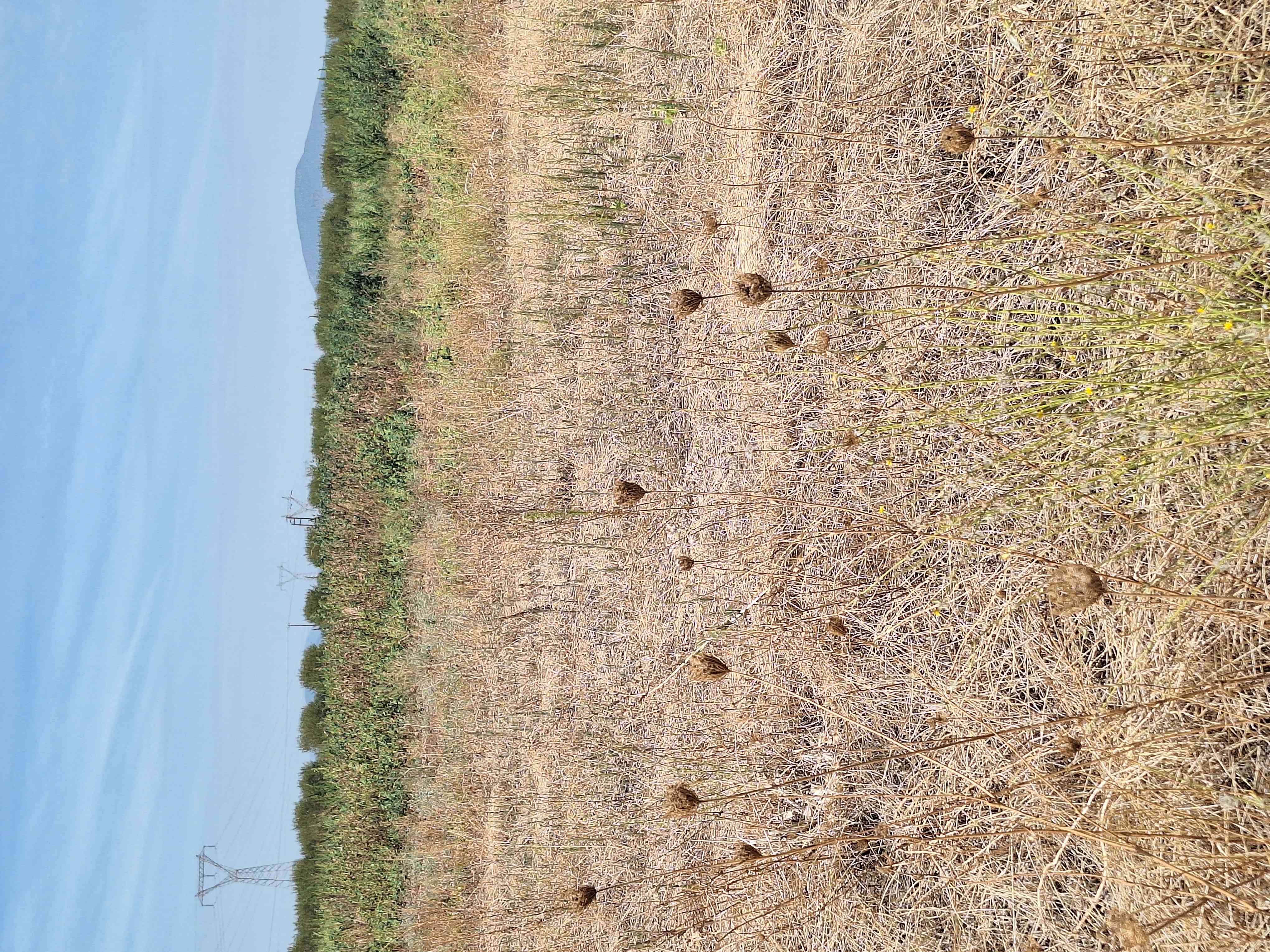 Αγροτεμάχιο 26348.57 τ.μ. σε πλειστηριασμό Δήμος Αλμυρού