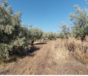 Αγροτεμάχιο  σε πλειστηριασμό Municipality of North Kynouria