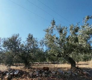 Αγροτεμάχιο  σε πλειστηριασμό Municipality of North Kynouria