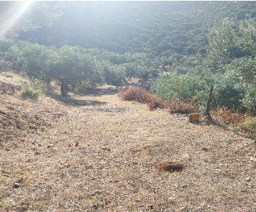 Αγροτεμάχιο  σε πλειστηριασμό Municipality of North Kynouria