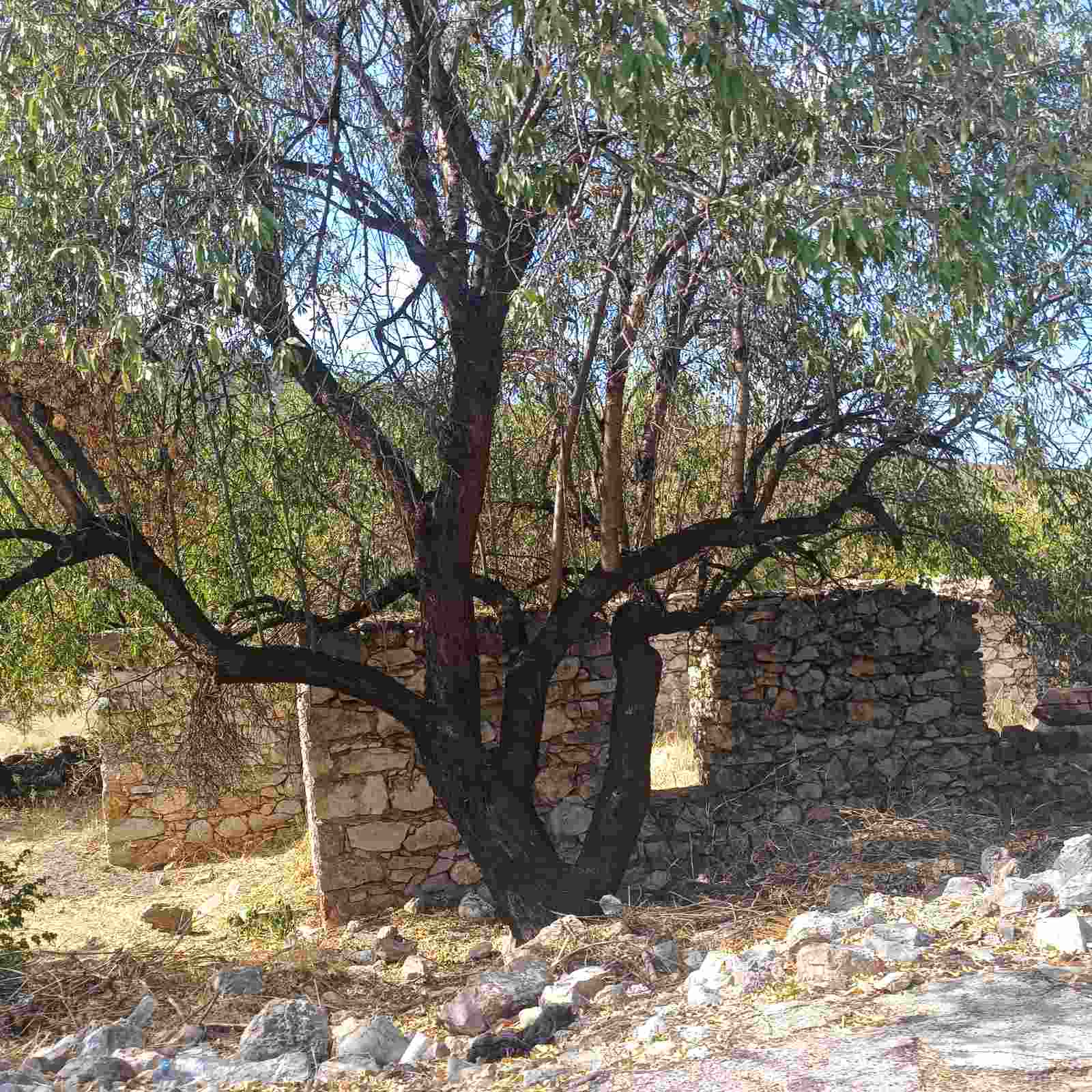 Αγροτεμάχιο 144 τ.μ. σε πλειστηριασμό Δήμος Ερμιονίδας