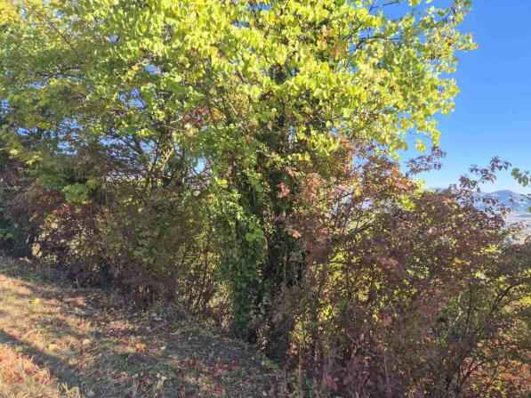photo1