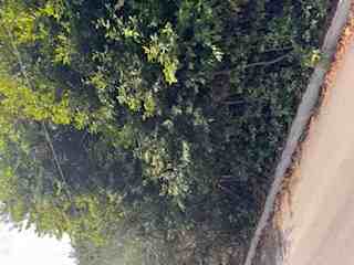 Οικόπεδο με κτίσμα 208.25 τ.μ. σε πλειστηριασμό Δήμος Ρήγα Φερραίου