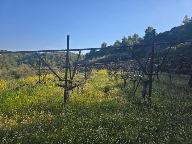 Αγροτεμάχιο 400 τ.μ. σε πλειστηριασμό Δήμος Σικυωνίων