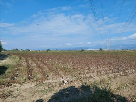 Αγροτεμάχιο  σε πλειστηριασμό Δήμος Λαμιέων