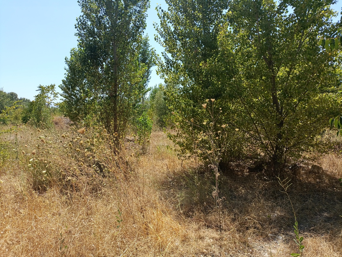 Οικόπεδο με κτίσμα 920 sq.m. σε πλειστηριασμό Municipality of Trikkaia