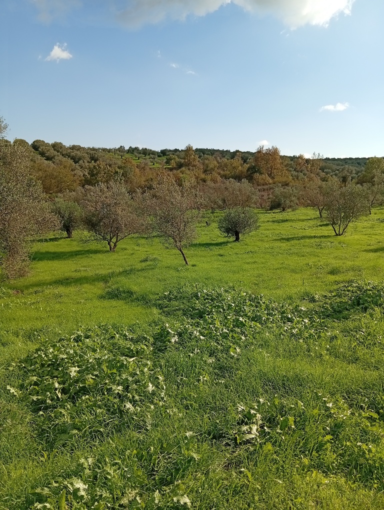 Αγροτεμάχιο  σε πλειστηριασμό Δήμος Πρέβεζας