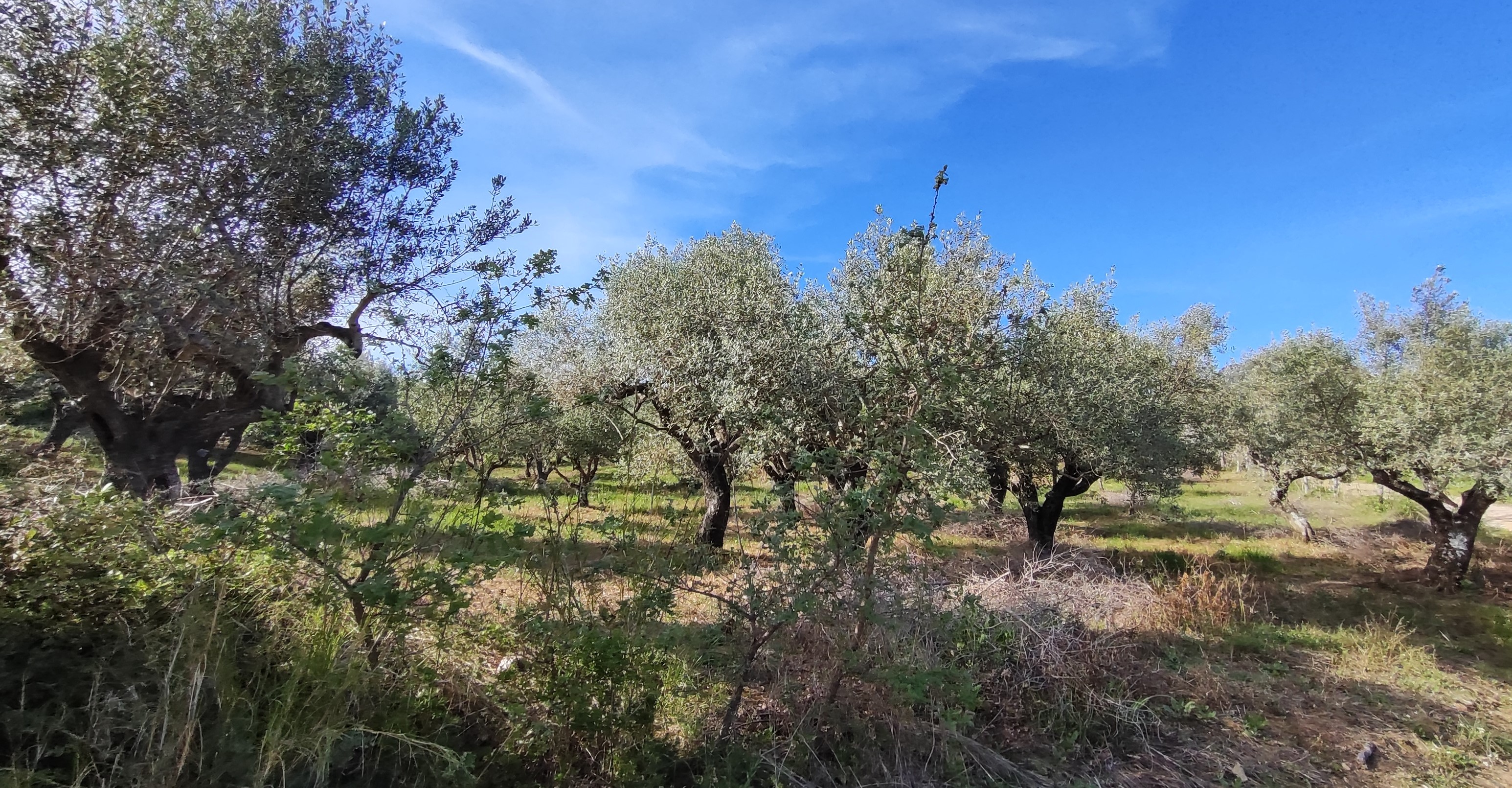 Αγροτεμάχιο  σε πλειστηριασμό Municipality of Trifylia