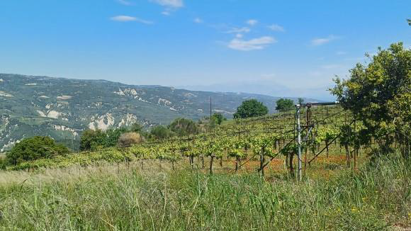 Αγροτεμάχιο 0 τ.μ. σε πλειστηριασμό Δήμος Βέλου - Βόχας