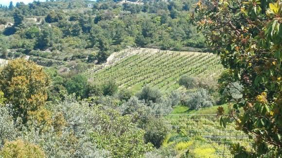 Αγροτεμάχιο 555.50 τ.μ. σε πλειστηριασμό Δήμος Βέλου - Βόχας