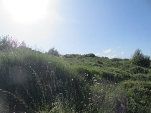 Αγροτεμάχιο 727.57 τ.μ. σε πλειστηριασμό Δήμος Βέλου - Βόχας