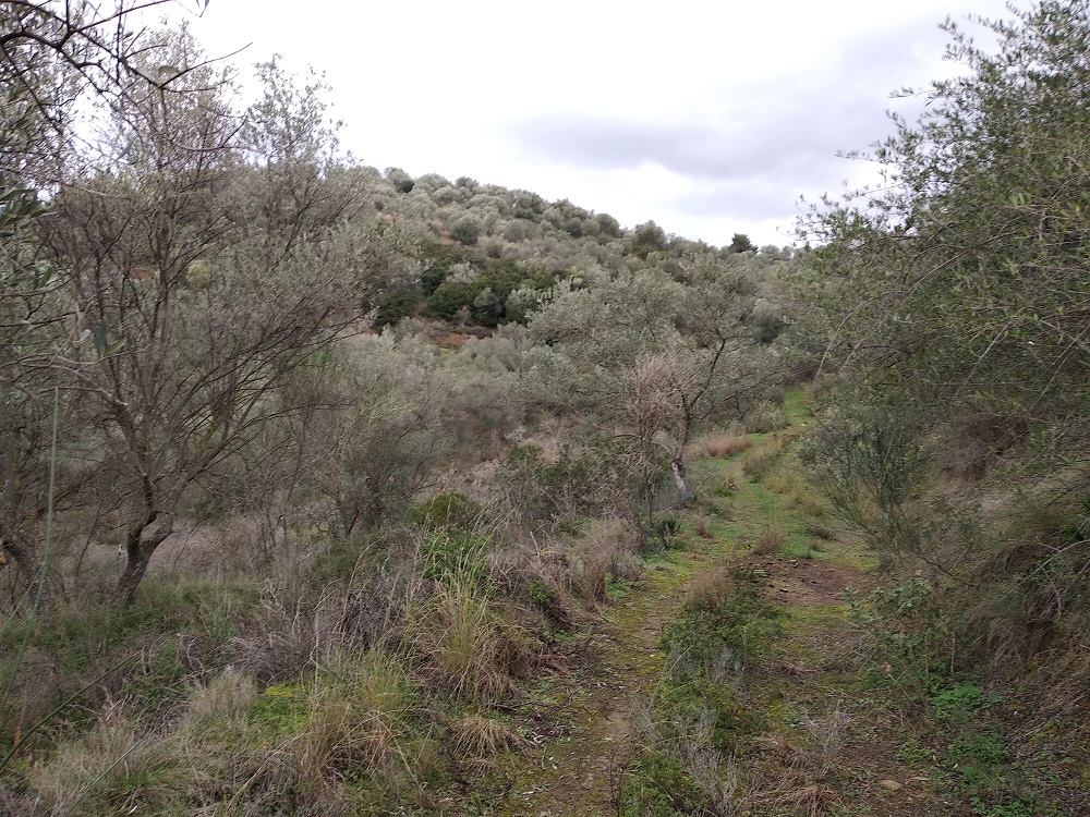 Αγροτεμάχιο  σε πλειστηριασμό Δήμος Αγρινίου