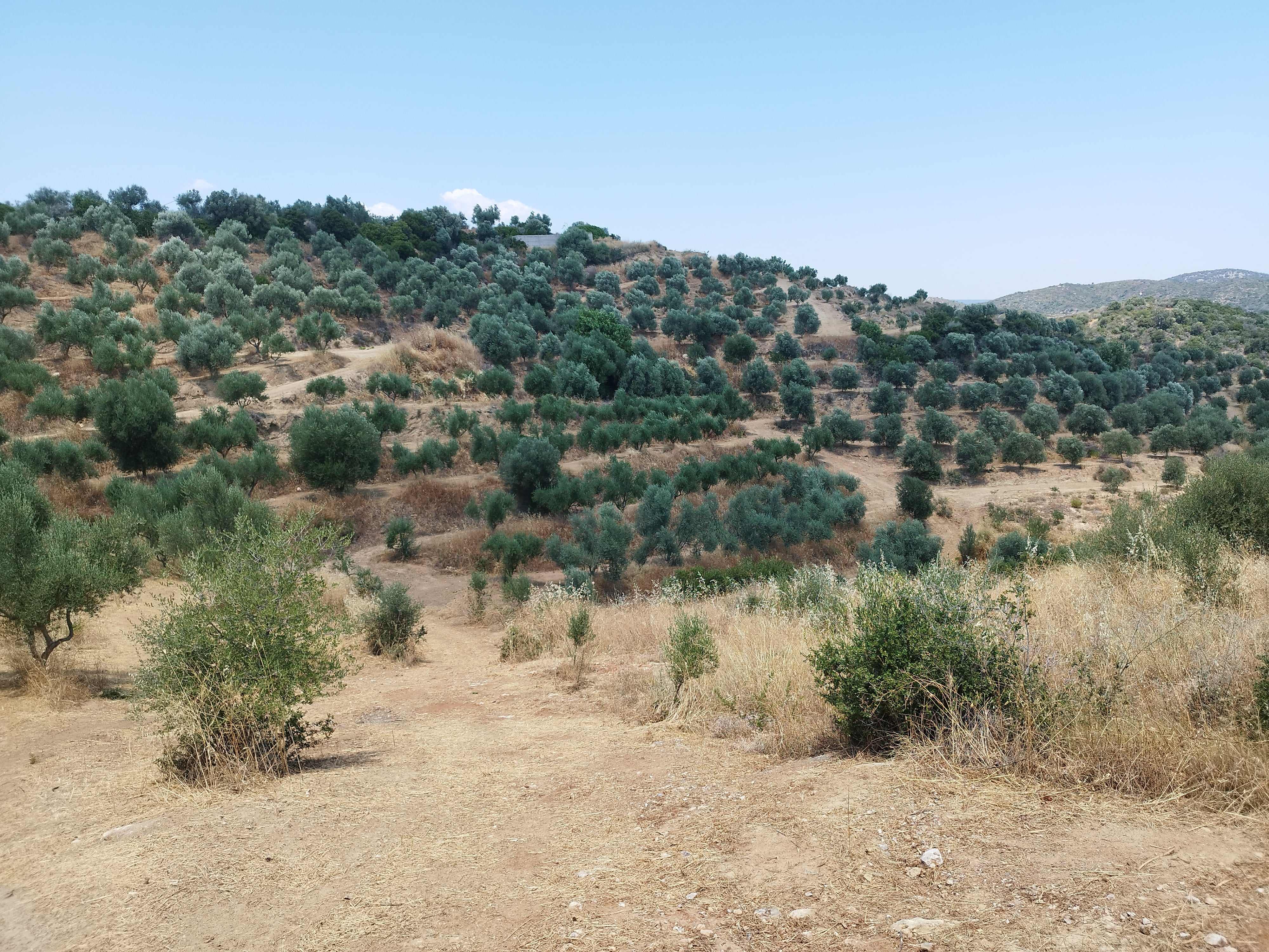 Αγροτεμάχιο 8000 τ.μ. σε πλειστηριασμό Δήμος Ανατολικής Μάνης