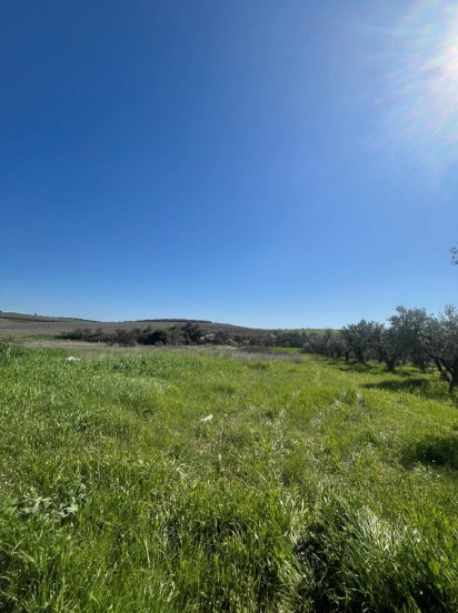 Αγροτεμάχιο  σε πλειστηριασμό Δήμος Θερμαϊκού