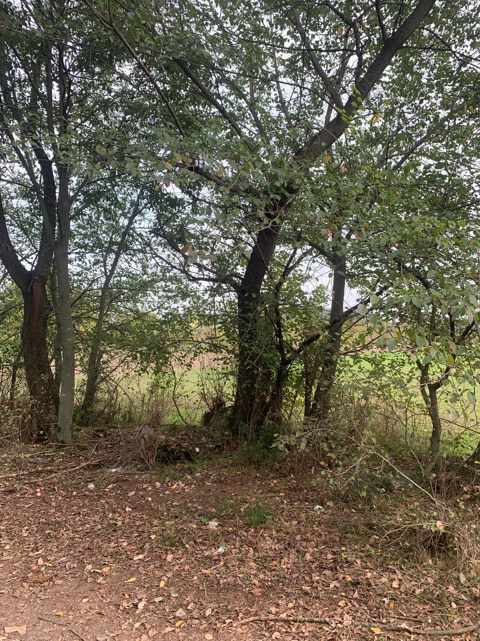 Αγροτεμάχιο με κτίσμα  σε πλειστηριασμό Municipality of Pyli