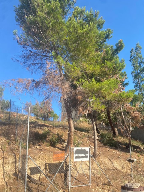 Οικόπεδο  σε πλειστηριασμό Δήμος Ραφήνας - Πικερμίου