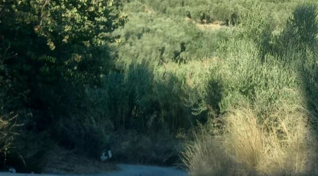 Αγροτεμάχιο  σε πλειστηριασμό Municipality of Kalamata