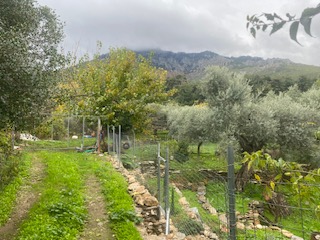Οικόπεδο  σε πλειστηριασμό Δήμος Θάσου
