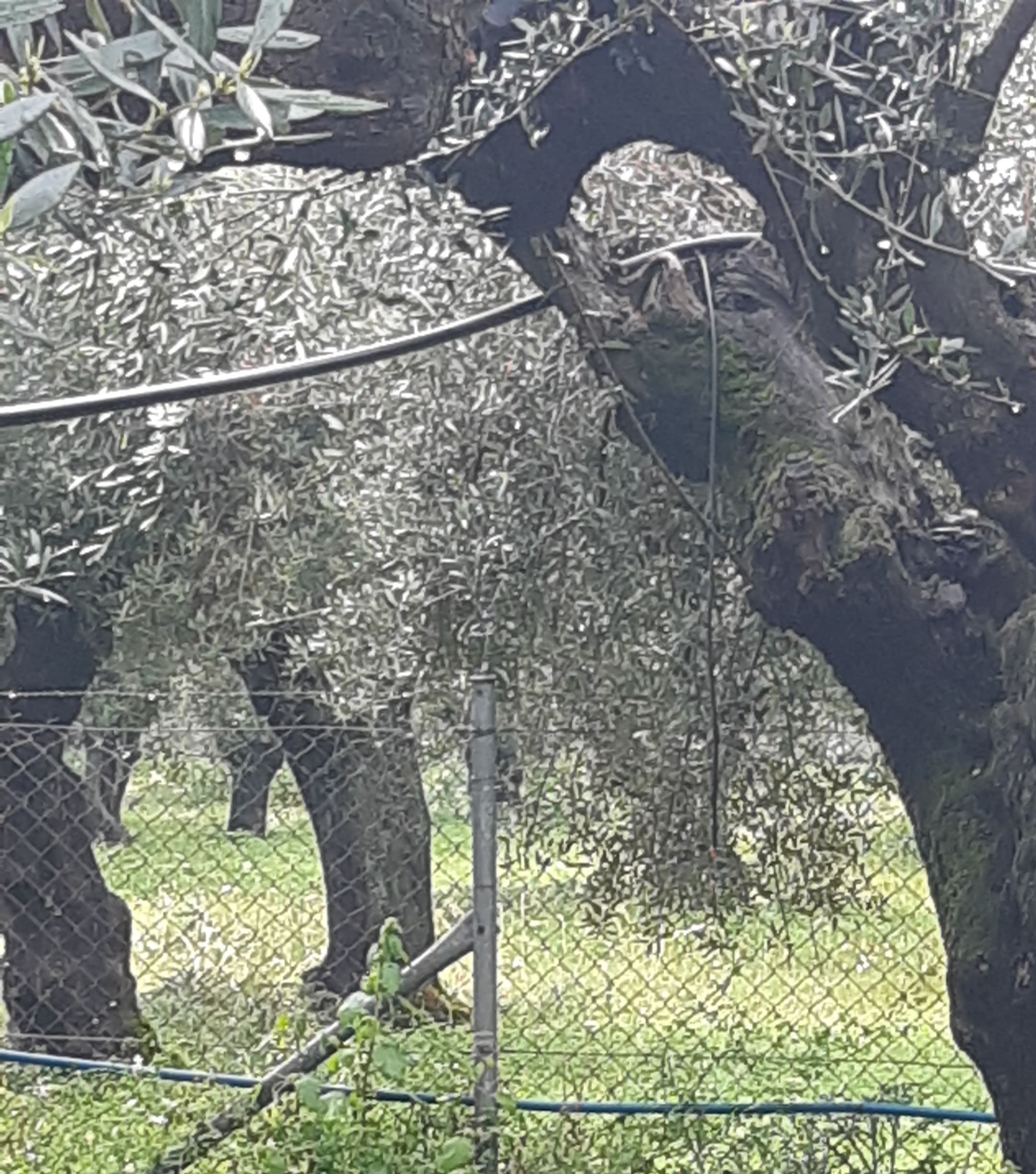 Αγροτεμάχιο  σε πλειστηριασμό Municipality of Trifylia