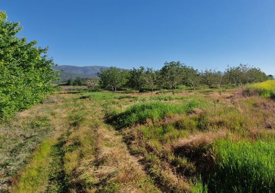 Αγροτεμάχιο με κτίσμα 11250 τ.μ. σε πλειστηριασμό Δήμος Νέστου