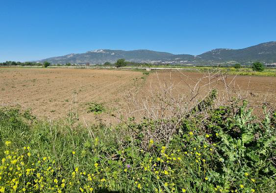 Αγροτεμάχιο 11250 τ.μ. σε πλειστηριασμό Δήμος Νέστου