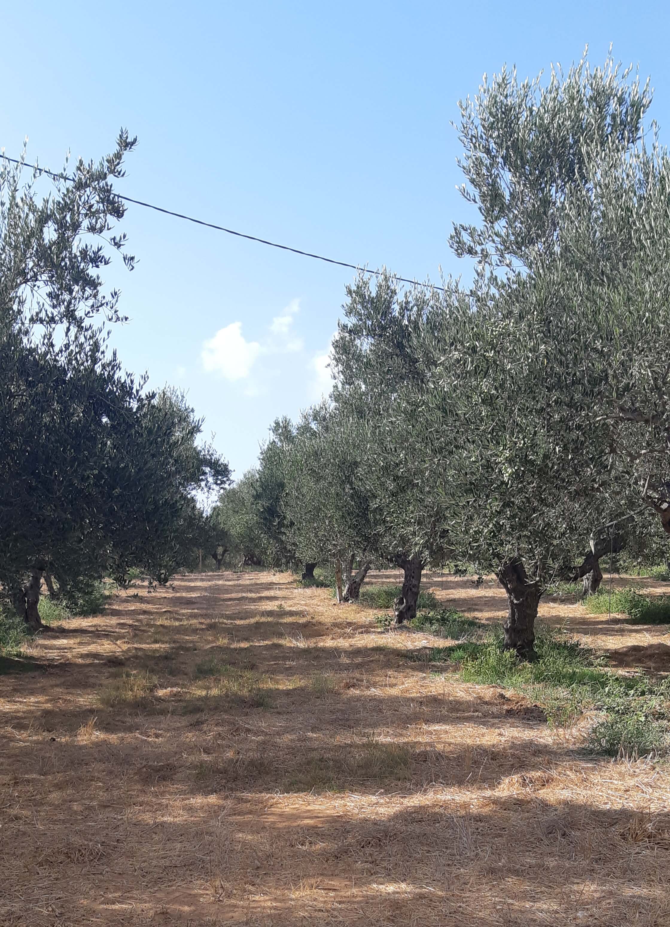 Αγροτεμάχιο  σε πλειστηριασμό Δήμος Τριφυλίας