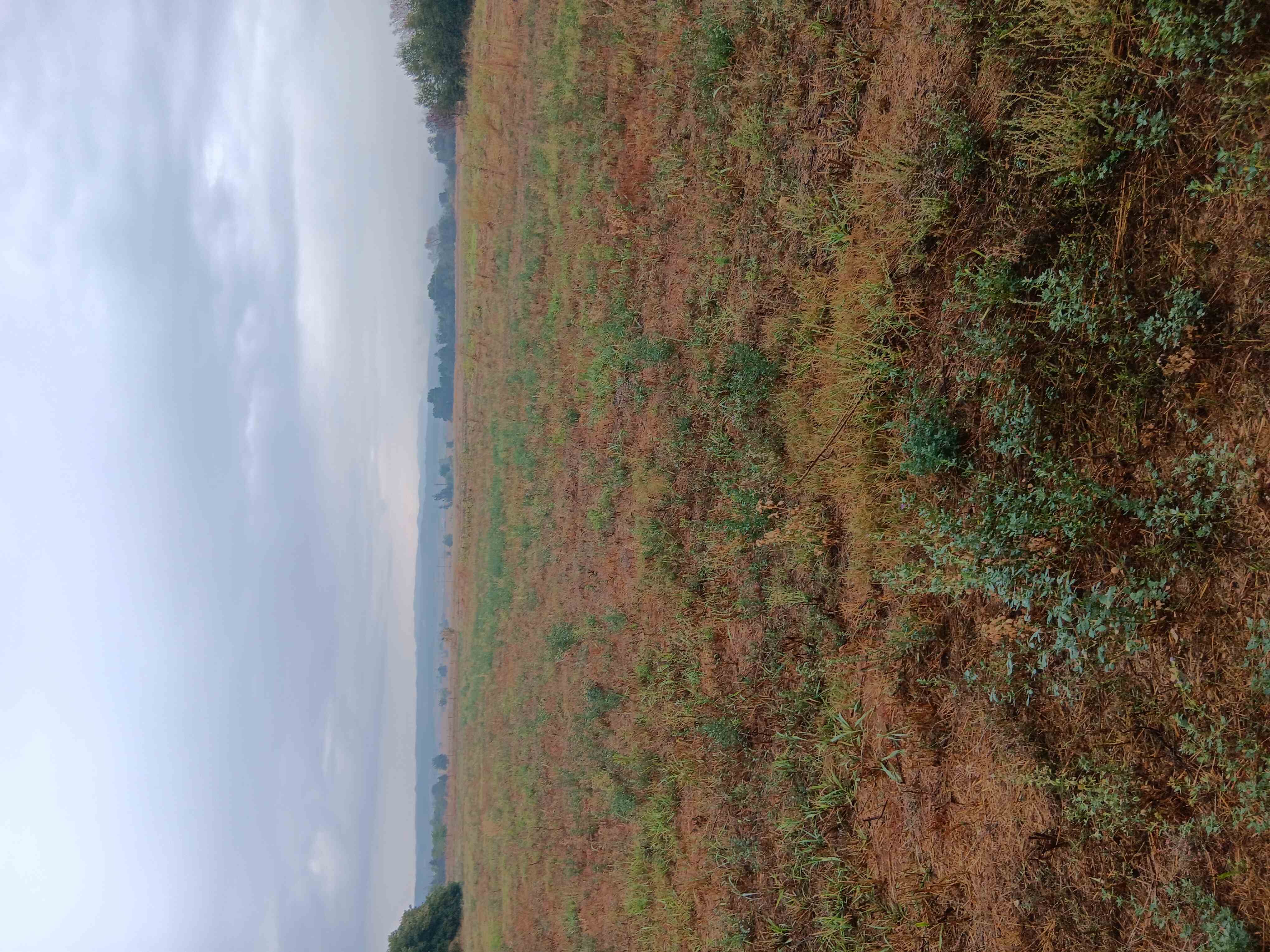 Αγροτεμάχιο  σε πλειστηριασμό Δήμος Ωραιοκάστρου