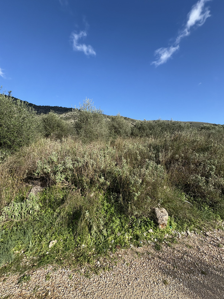 Οικόπεδο  σε πλειστηριασμό Δήμος Αρταίων