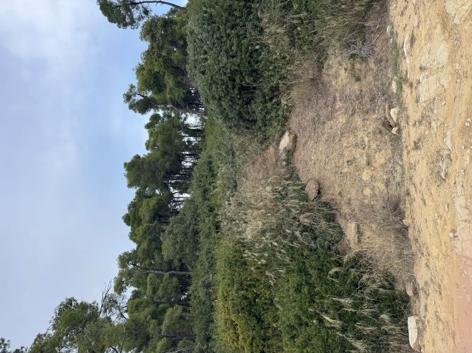 Οικόπεδο  σε πλειστηριασμό Δήμος Κασσάνδρας