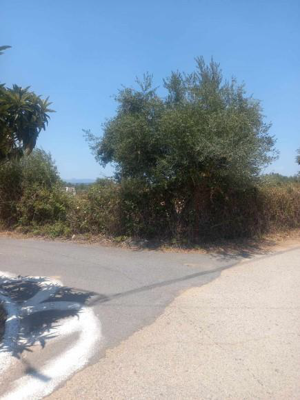 Αγροτεμάχιο  σε πλειστηριασμό Δήμος Μεσσήνης