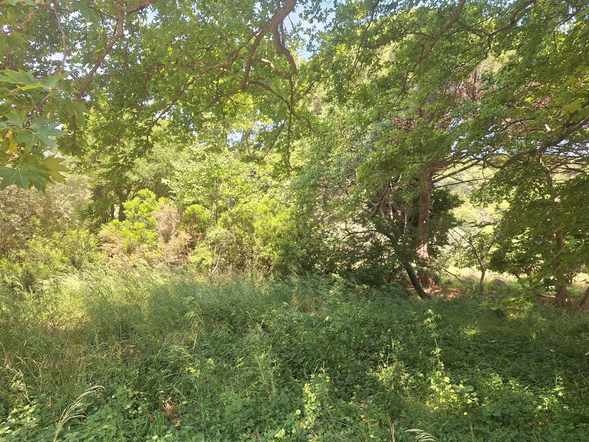 Αγροτεμάχιο 663.34 τ.μ. σε πλειστηριασμό Δήμος Σκιάθου