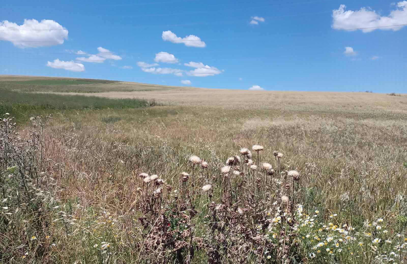 Αγροτεμάχιο  σε πλειστηριασμό Δήμος Φαρσάλων