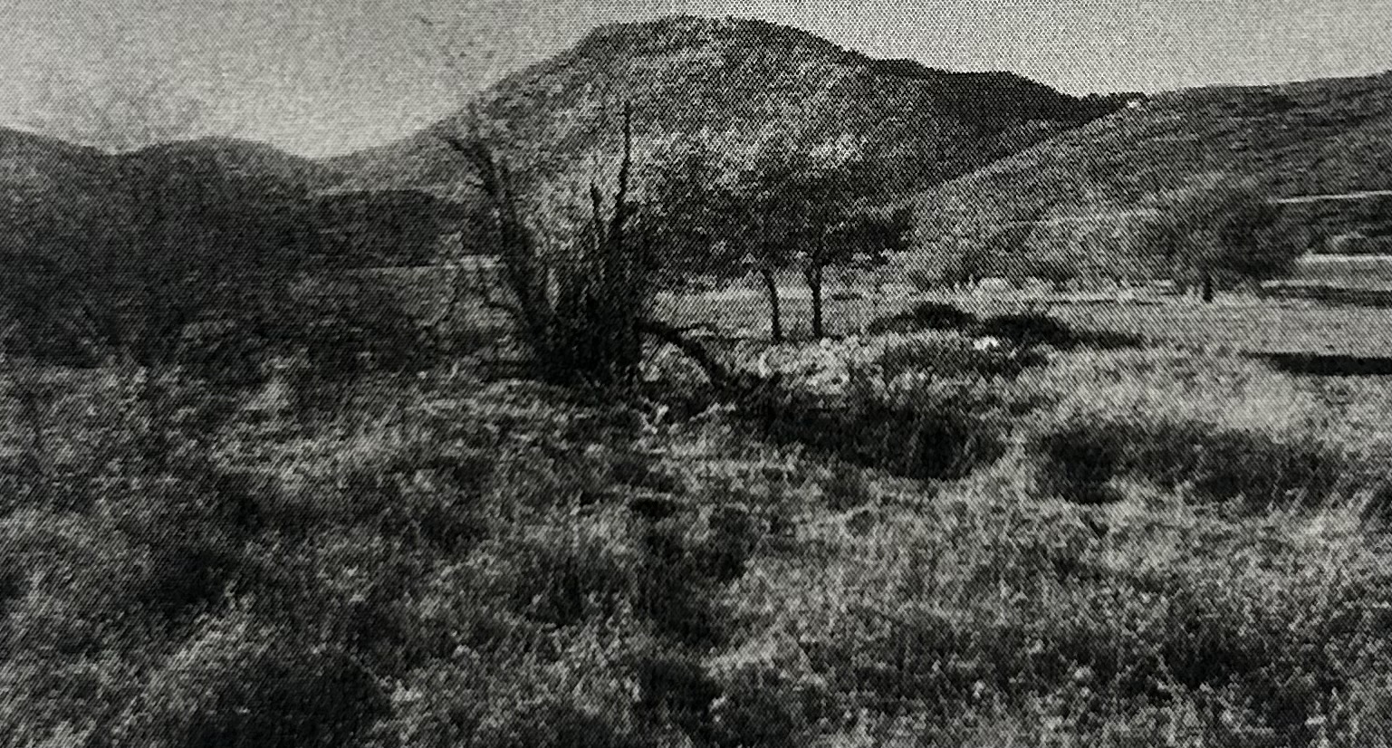 Αγροτεμάχιο  σε πλειστηριασμό Δήμος Λεβαδέων