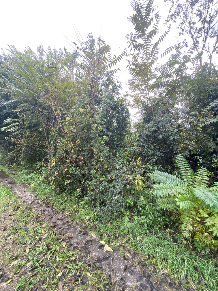 Οικόπεδο  σε πλειστηριασμό Δήμος Αρταίων