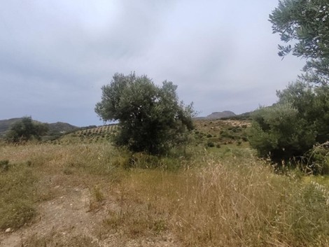 Αγροτεμάχιο 9328 τ.μ. σε πλειστηριασμό Δήμος Αγίου Βασιλείου